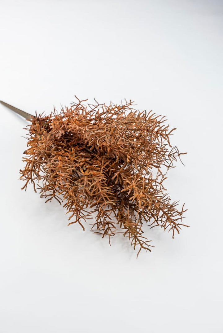 Brown Sprengeri Bush - Greenery Market85362-UV-BRN