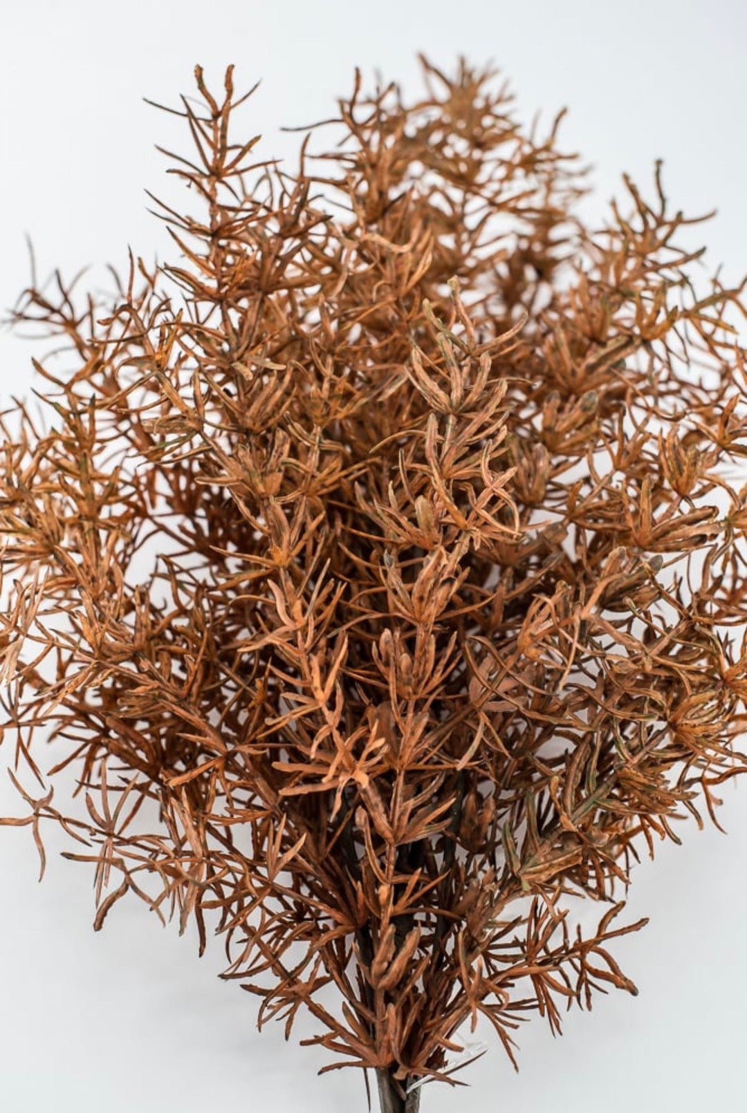Brown Sprengeri Bush - Greenery Market85362-UV-BRN