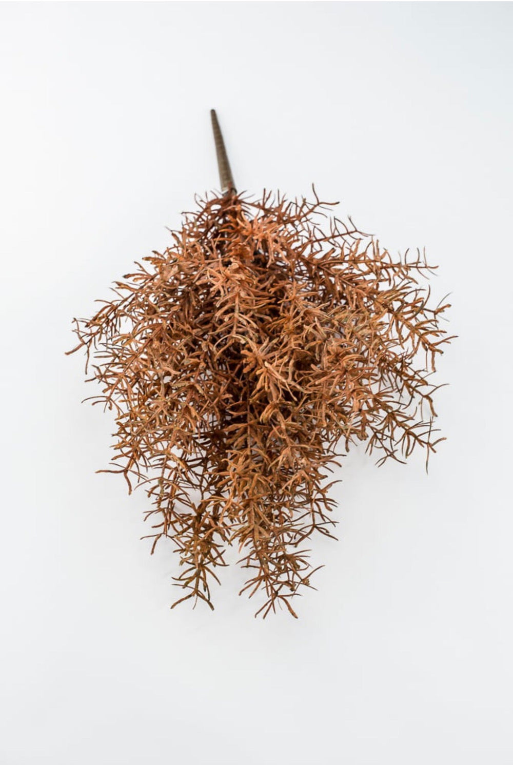 Brown Sprengeri Bush - Greenery Market85362-UV-BRN