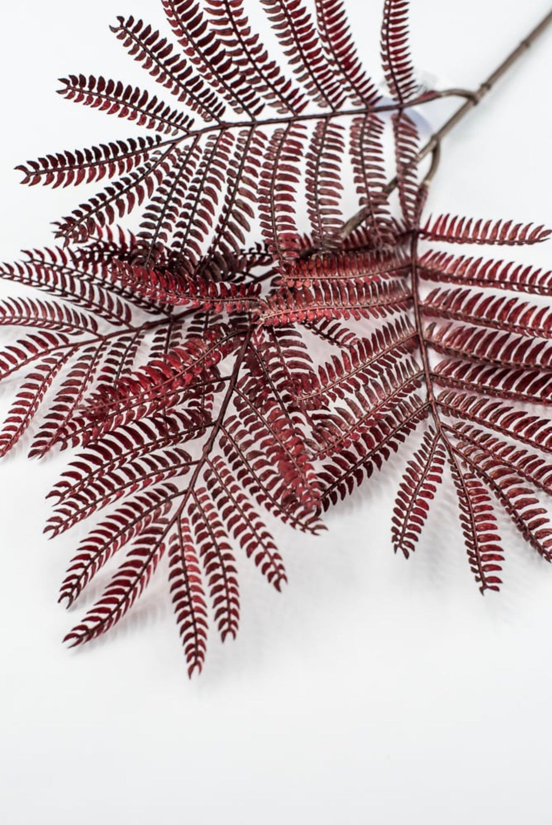 Burgundy Mimosa Leaf Spray - 20" - Greenery MarketPSM641-BU