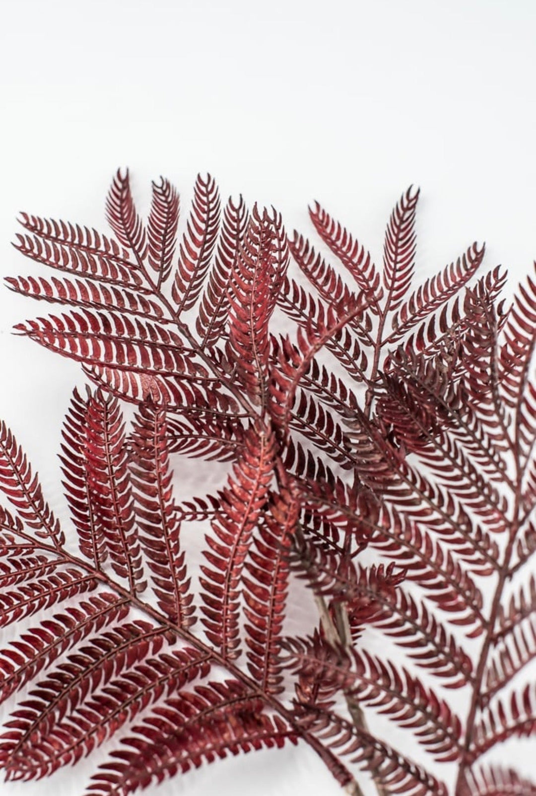 Burgundy Mimosa Leaf Spray - 20" - Greenery MarketPSM641-BU