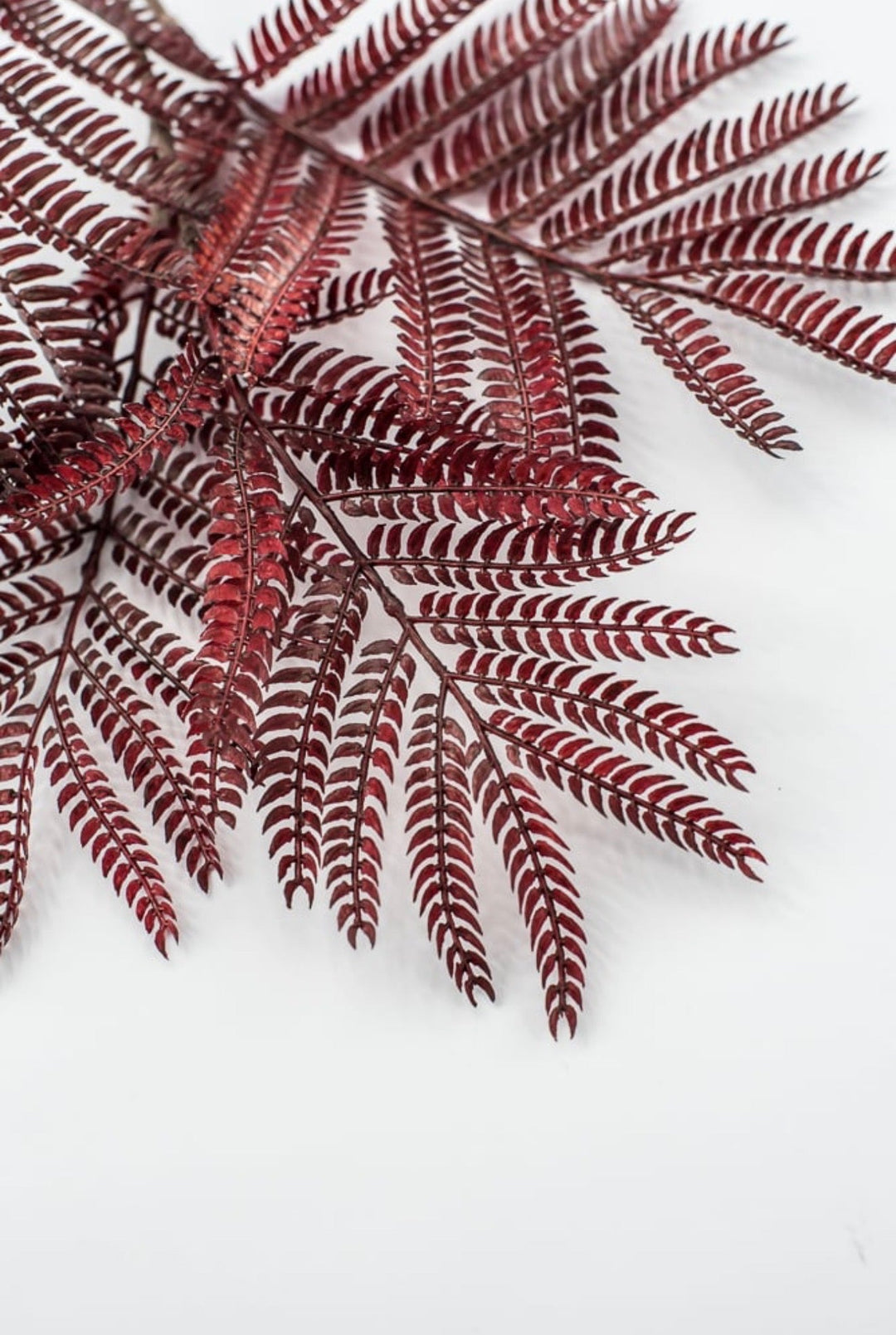 Burgundy Mimosa Leaf Spray - 20" - Greenery MarketPSM641-BU