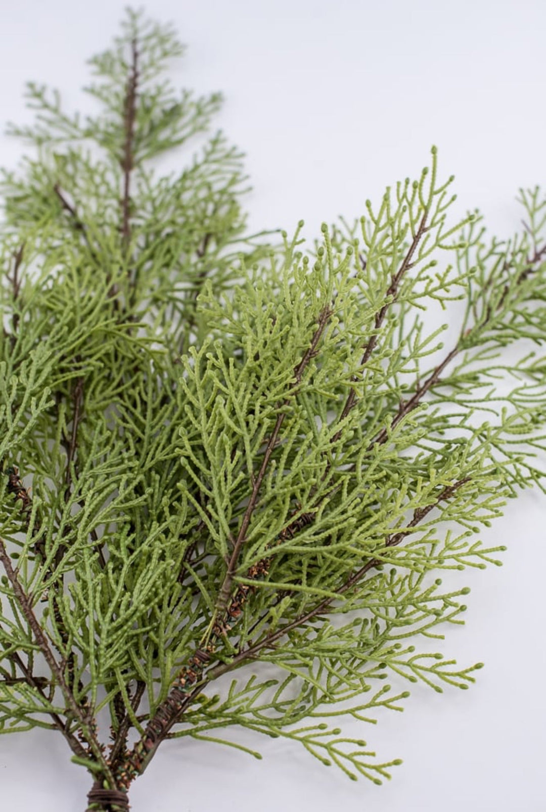 Cedar evergreen bush - Greenery Market2825253GR