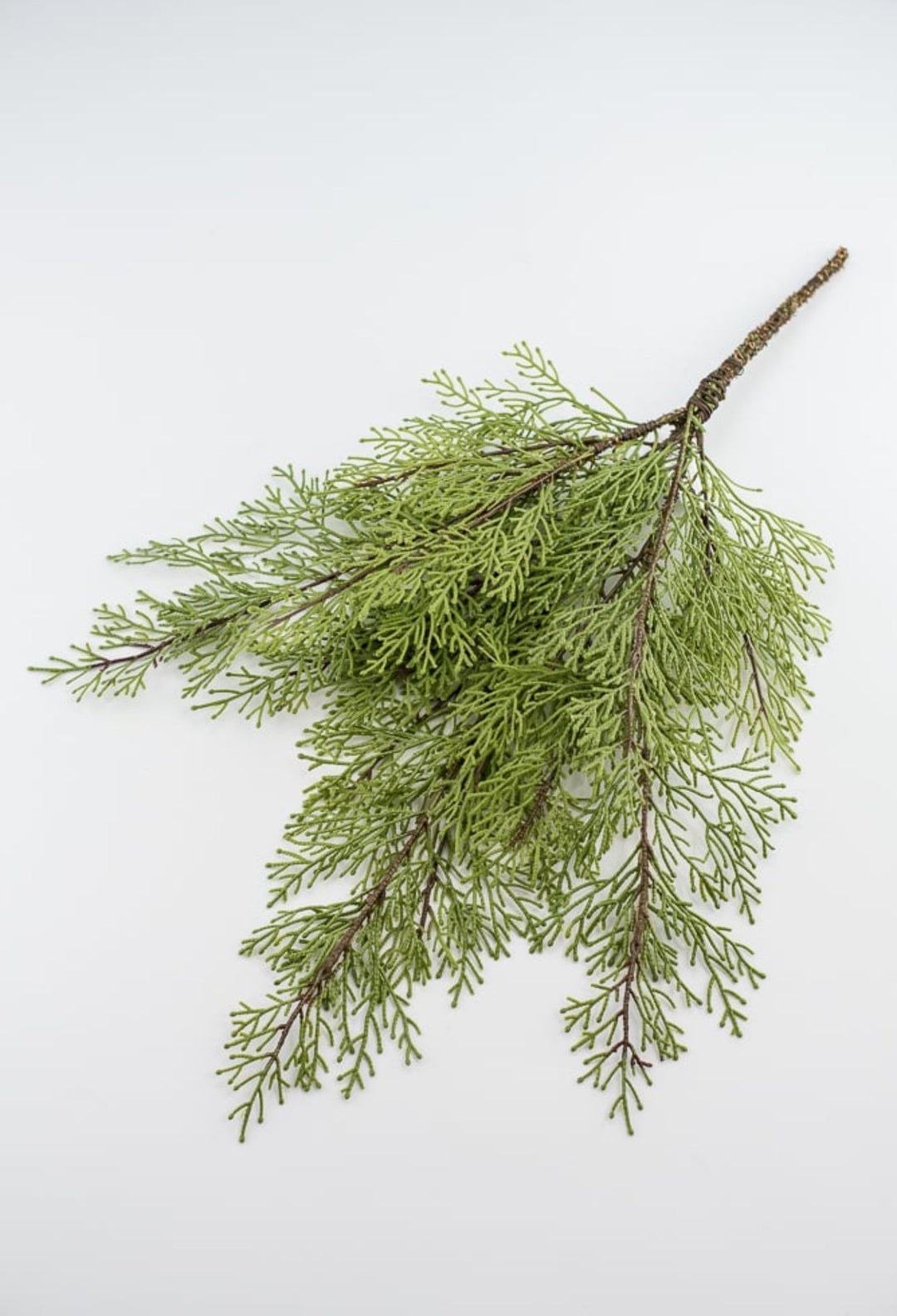 Cedar evergreen bush - Greenery Market2825253GR