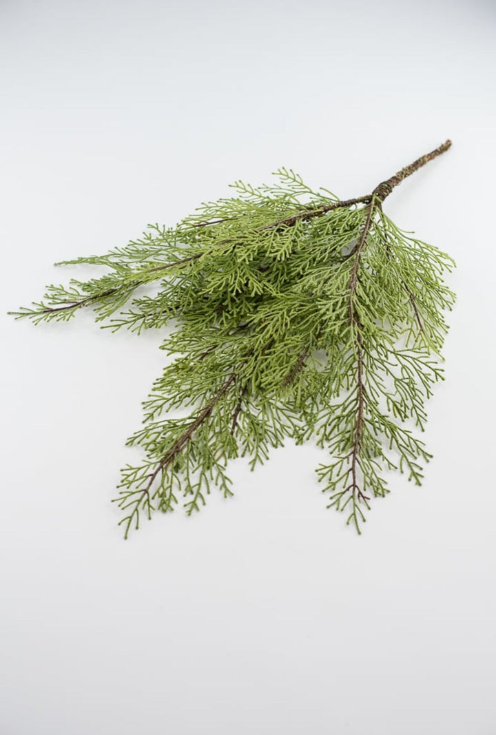 Cedar evergreen bush - Greenery Market2825253GR