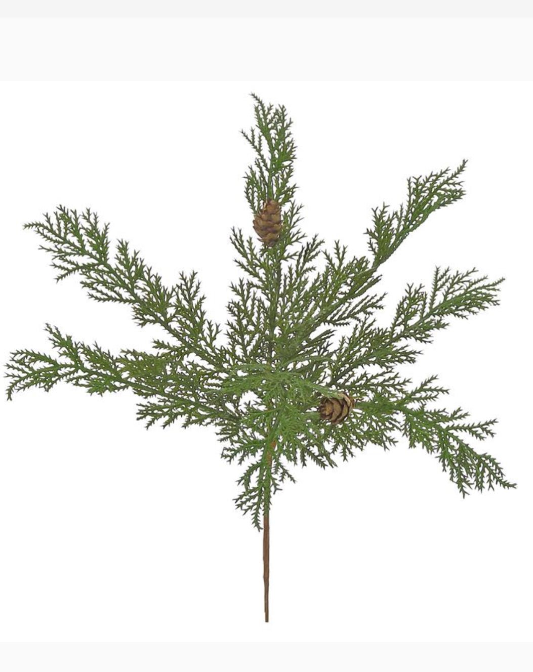 Cedar picks - bulk buy x 3 - Greenery MarketX640