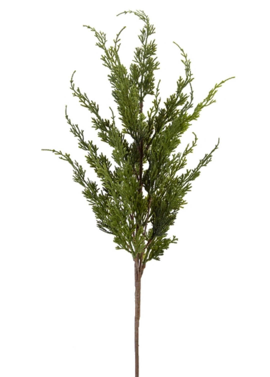 Cedar spray - Greenery Market2830359GR