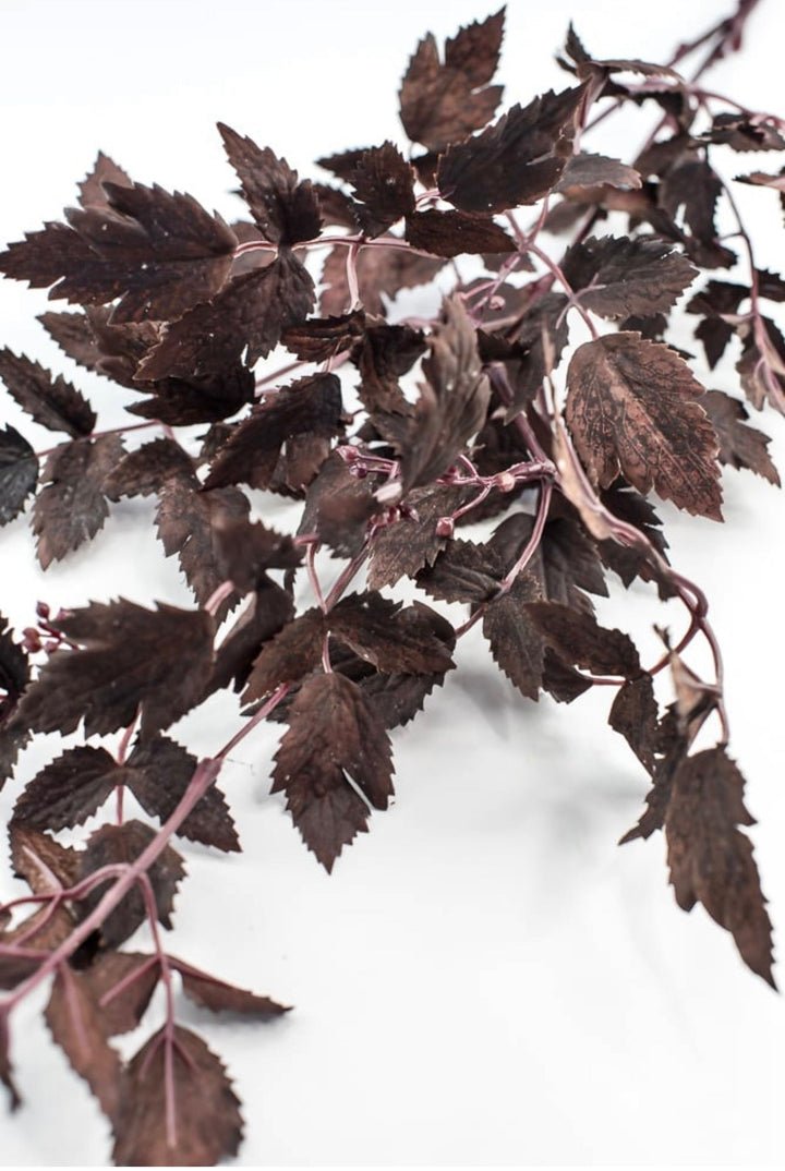 Cimicifuga Ramosa leaf leaves spray - deep plum - Greenery MarketMTH13017 - AUBG