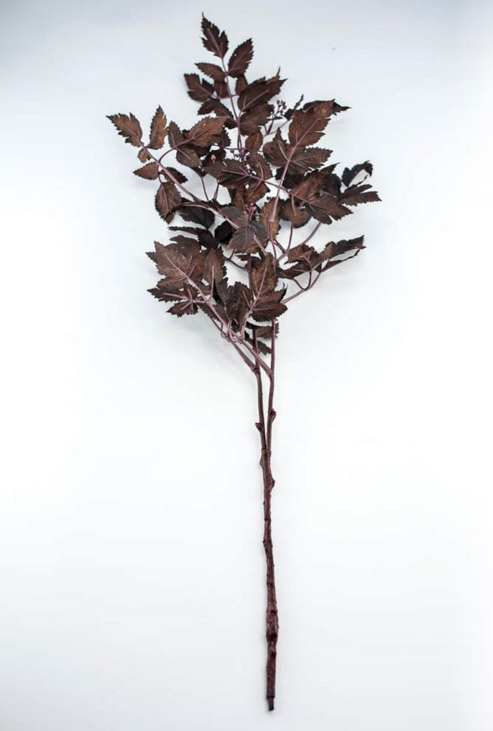 Cimicifuga Ramosa leaf leaves spray - deep plum - Greenery MarketMTH13017 - AUBG