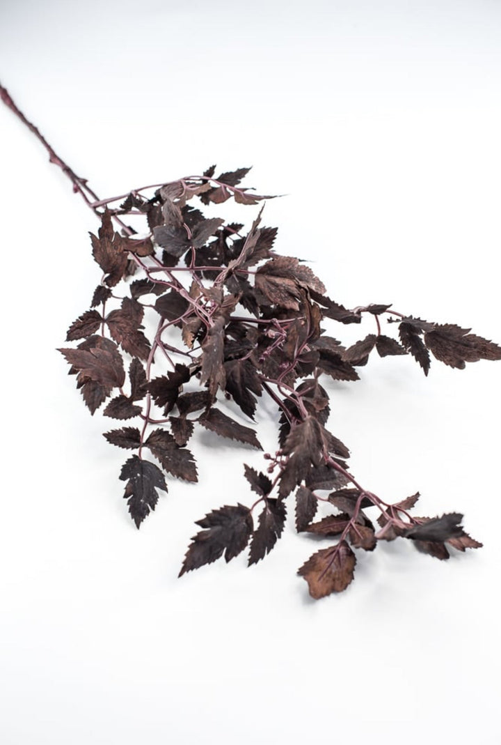 Cimicifuga Ramosa leaf leaves spray - deep plum - Greenery MarketMTH13017 - AUBG