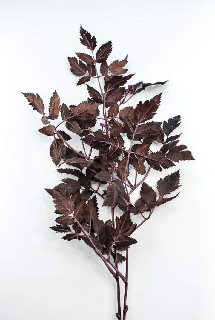 Cimicifuga Ramosa leaf leaves spray - deep plum - Greenery MarketMTH13017 - AUBG