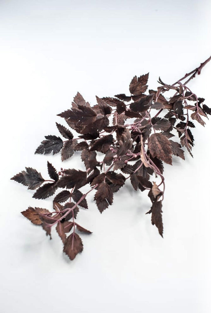 Cimicifuga Ramosa leaf leaves spray - deep plum - Greenery MarketMTH13017 - AUBG