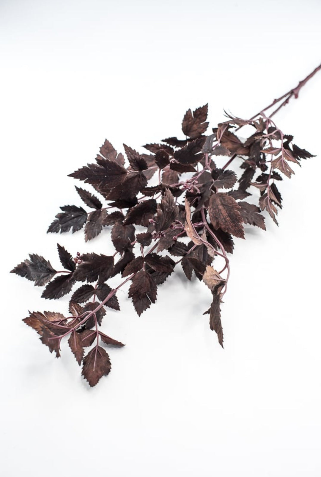 Cimicifuga Ramosa leaf leaves spray - deep plum - Greenery MarketMTH13017 - AUBG