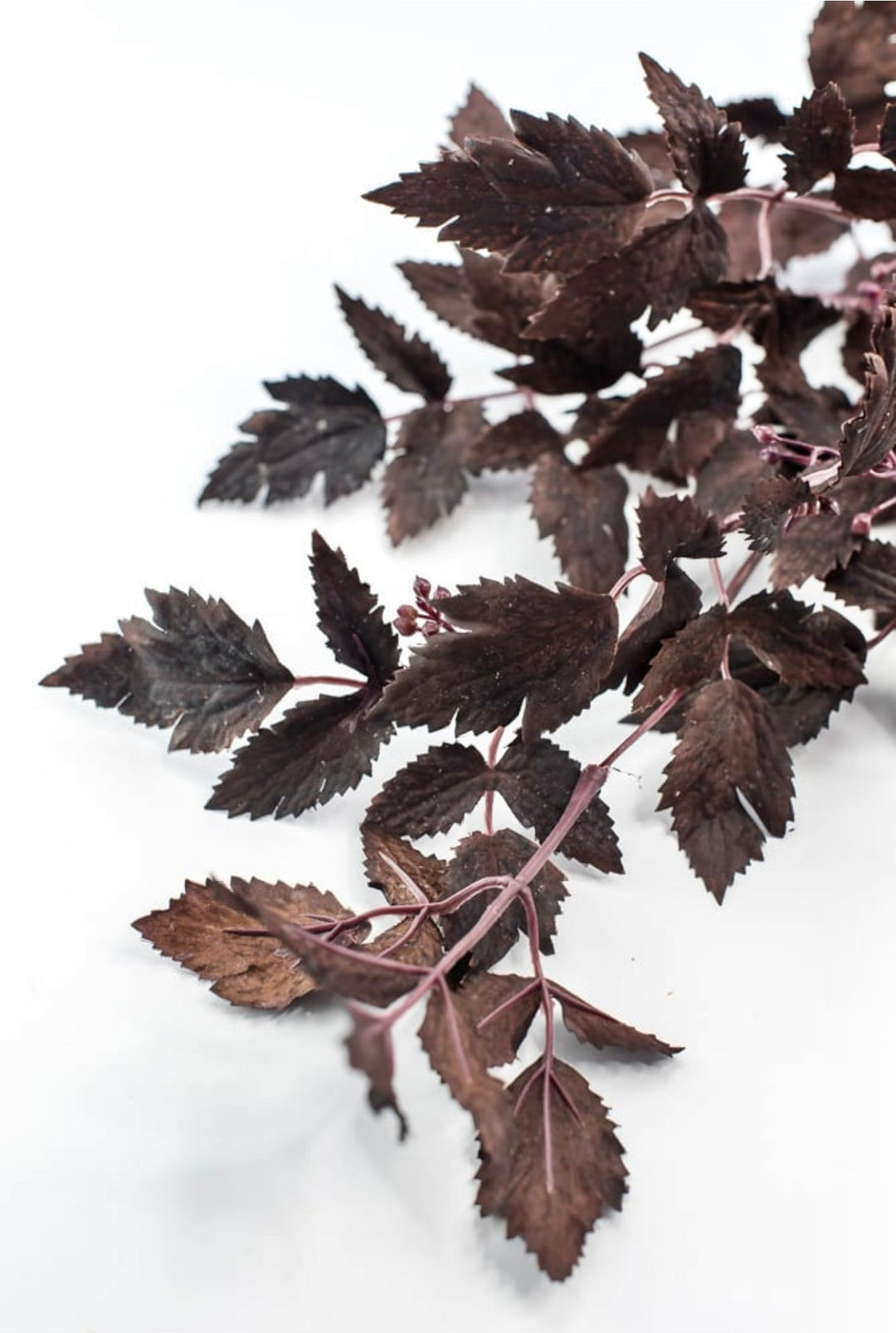 Cimicifuga Ramosa leaf leaves spray - deep plum - Greenery MarketMTH13017 - AUBG