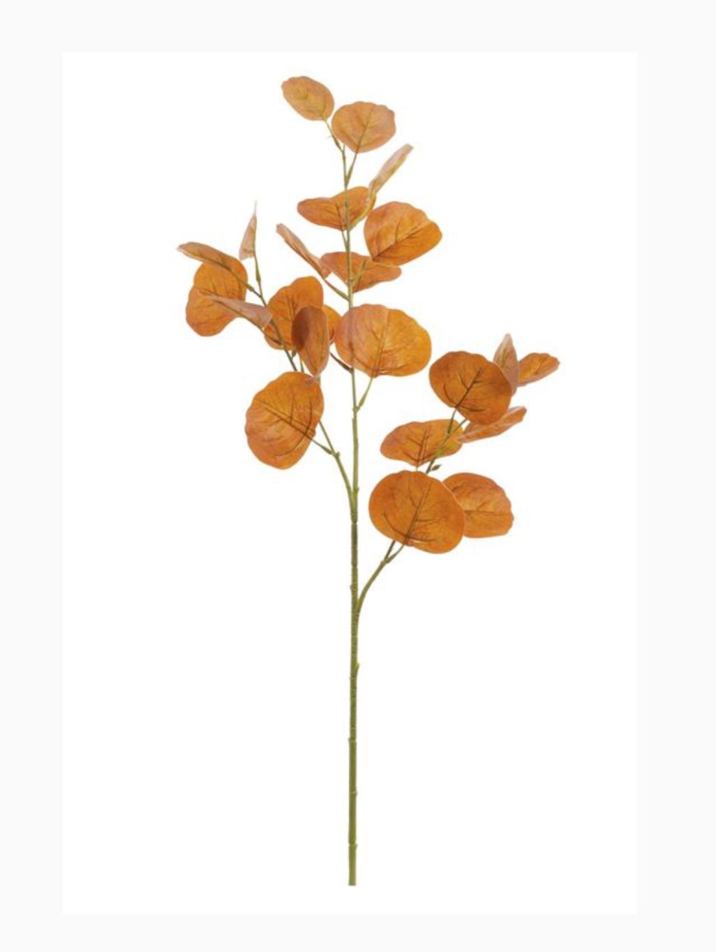 Cinnamon silver dollar eucalyptus spray Greenery Market