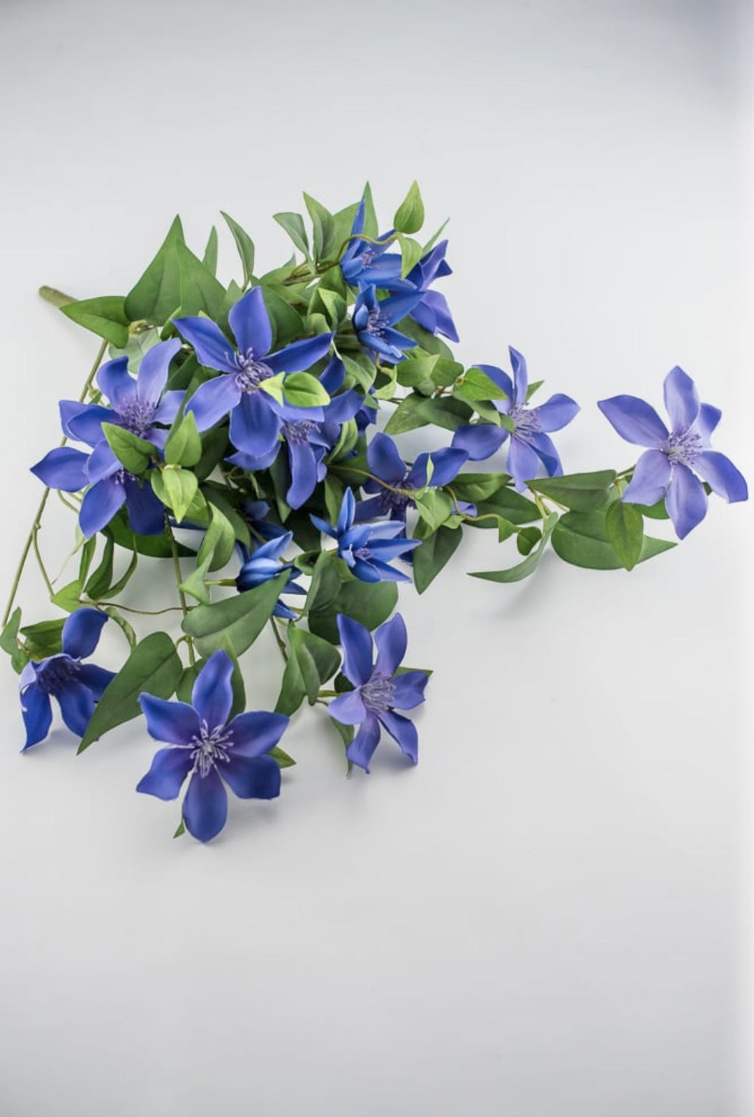 hanging basket clematis plants Clematis hanging vine bush - periwinkle purple