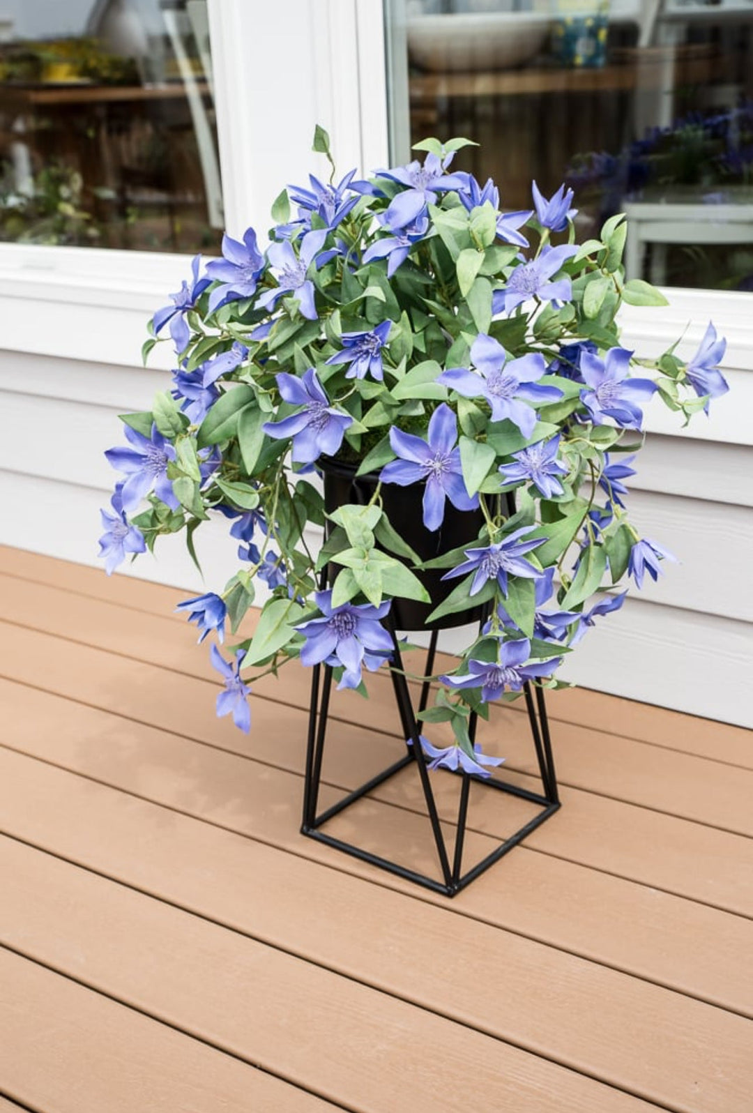 hanging basket clematis plants Clematis hanging vine bush - periwinkle purple