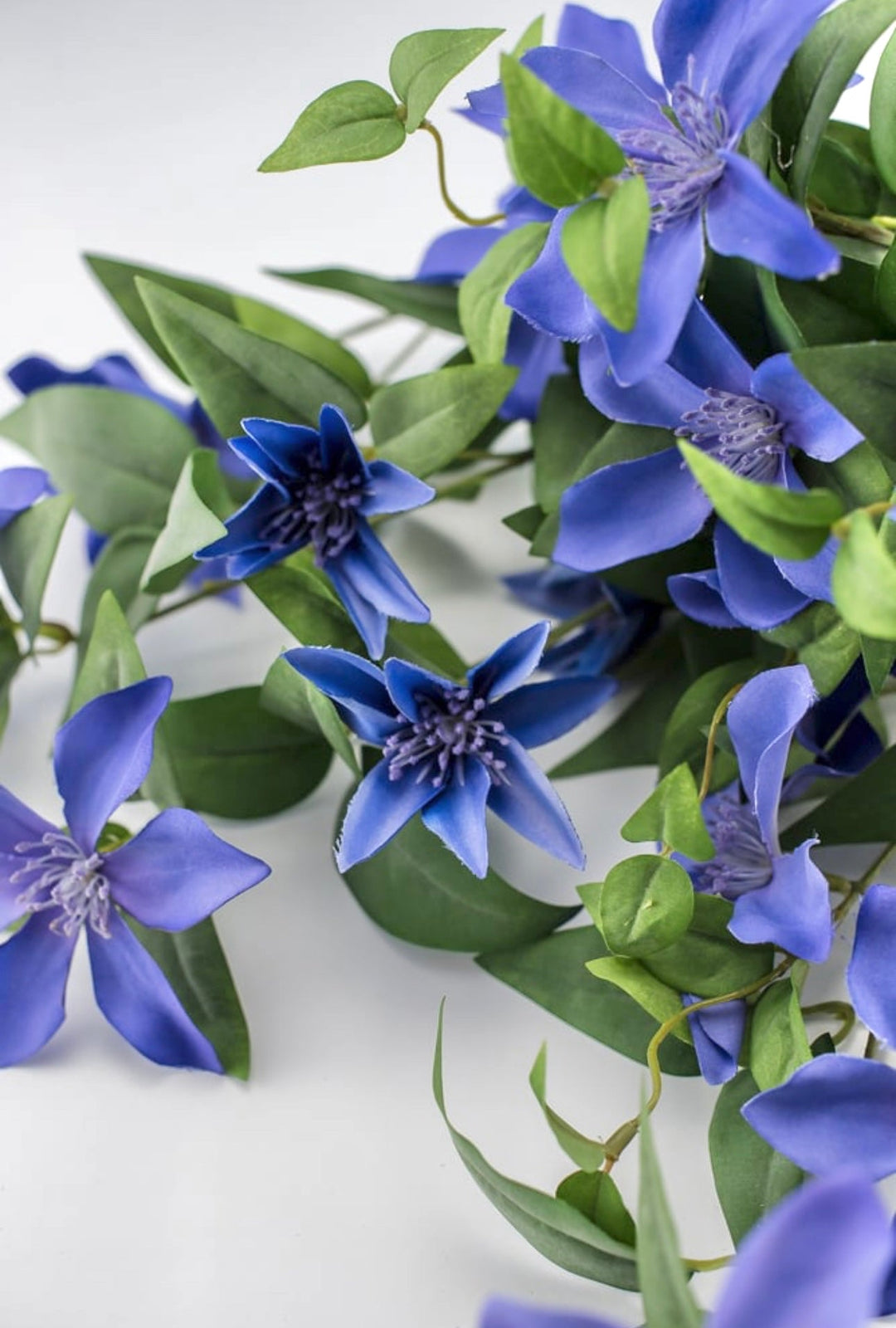 purple hanging vine plant Clematis hanging vine bush - periwinkle purple