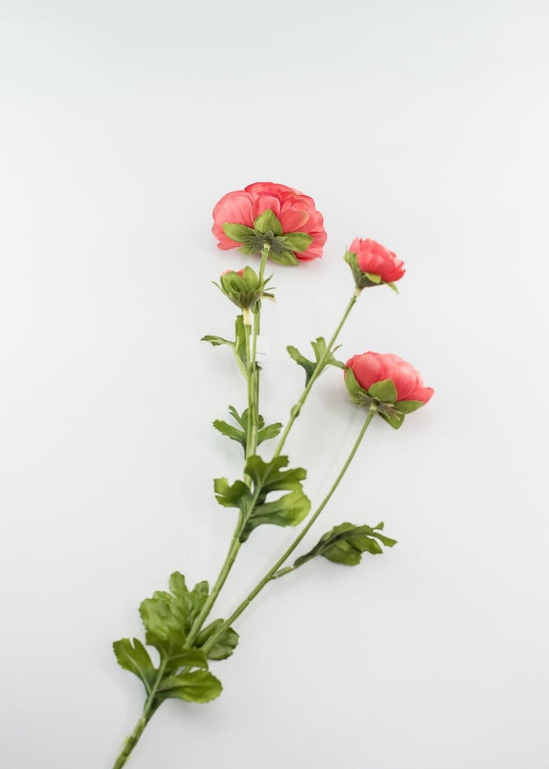 Coral ranunculus spray - Greenery Market4744-cor