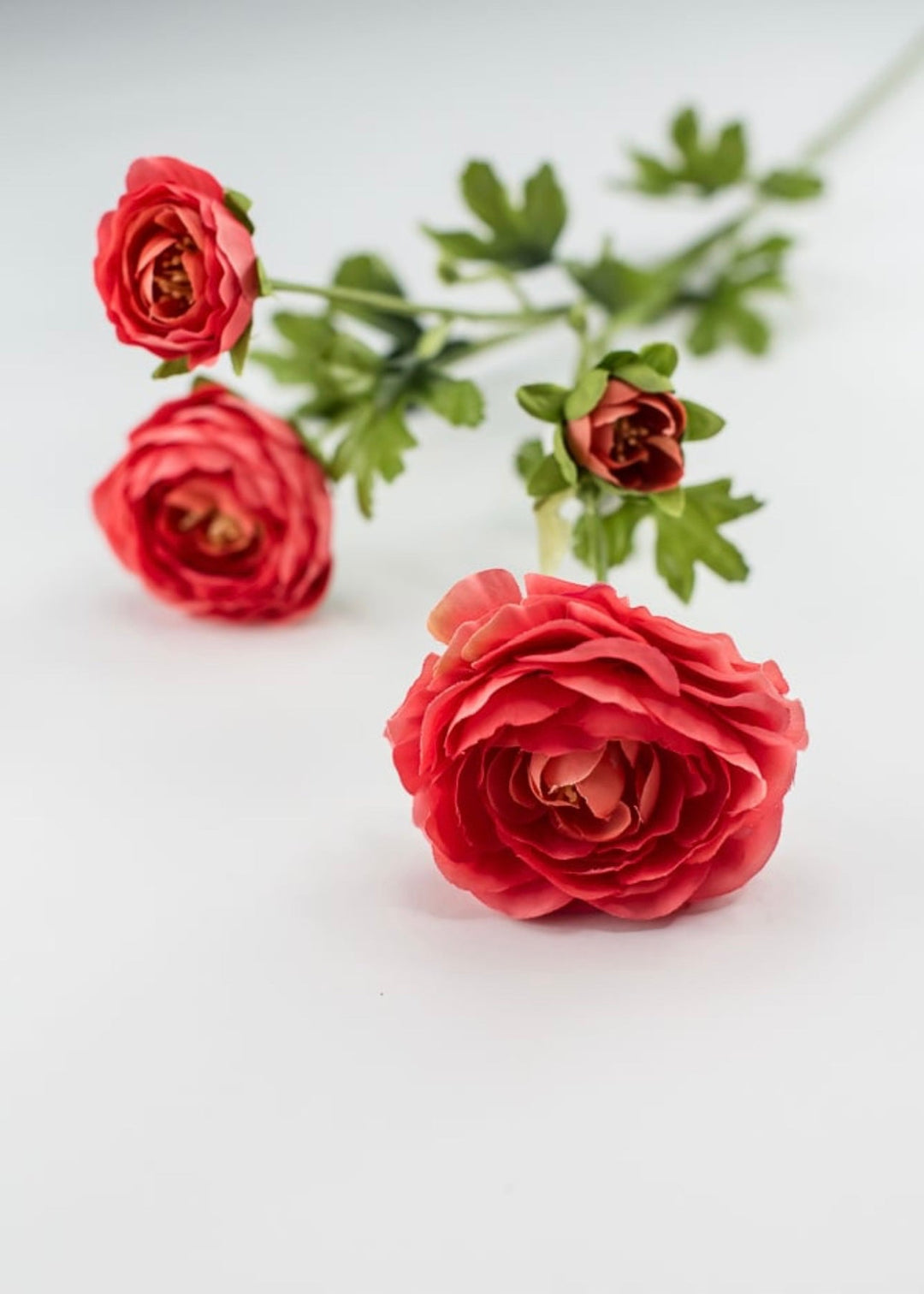 Coral ranunculus spray - Greenery Market4744-cor