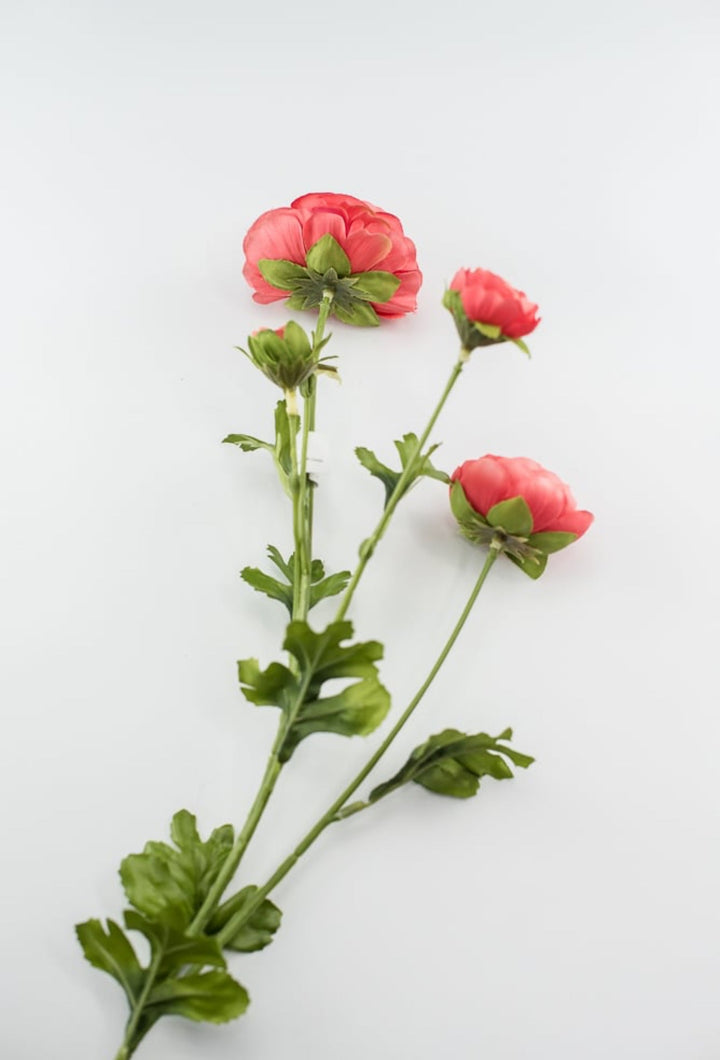 Coral ranunculus spray - Greenery Market4744-cor