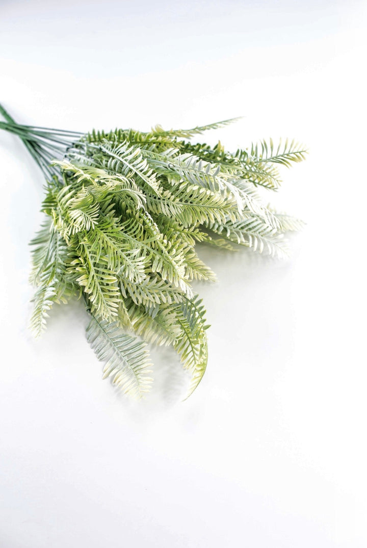 Cream Green Fern x 2 bushes - Greenery MarketGreenery43225