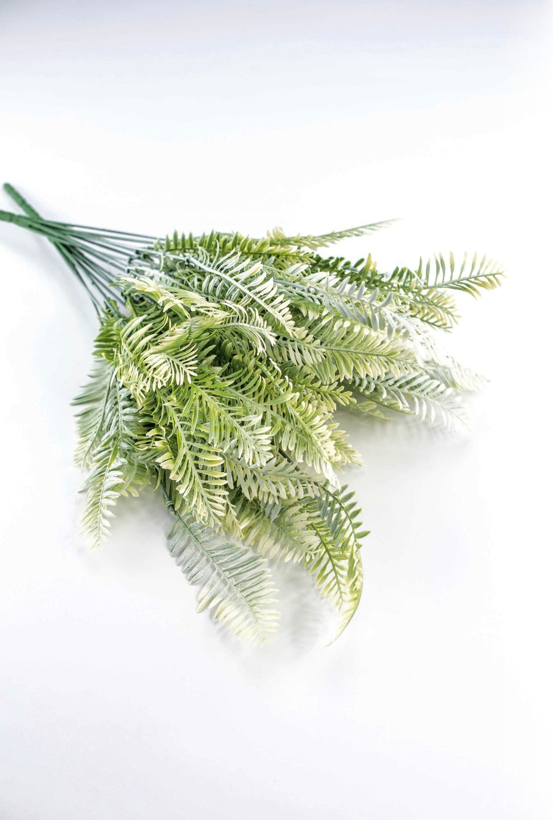 Cream Green Fern x 2 bushes - Greenery MarketGreenery43225