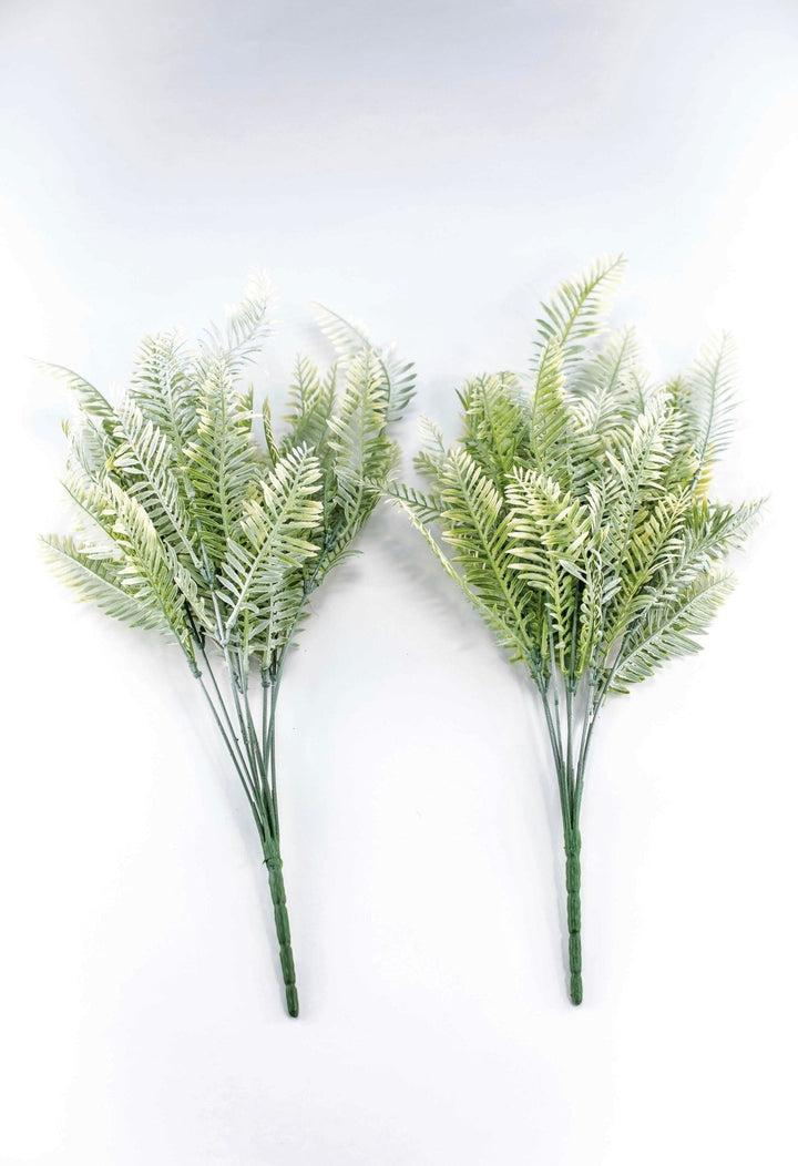 Cream Green Fern x 2 bushes - Greenery MarketGreenery43225