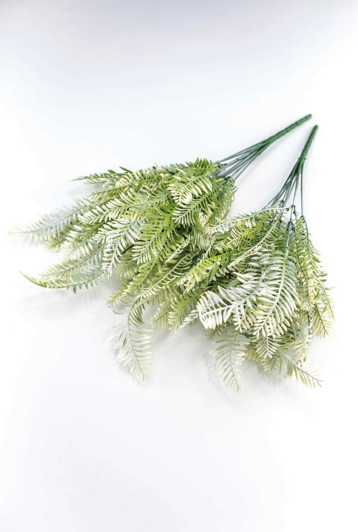 Cream Green Fern x 2 bushes - Greenery MarketGreenery43225