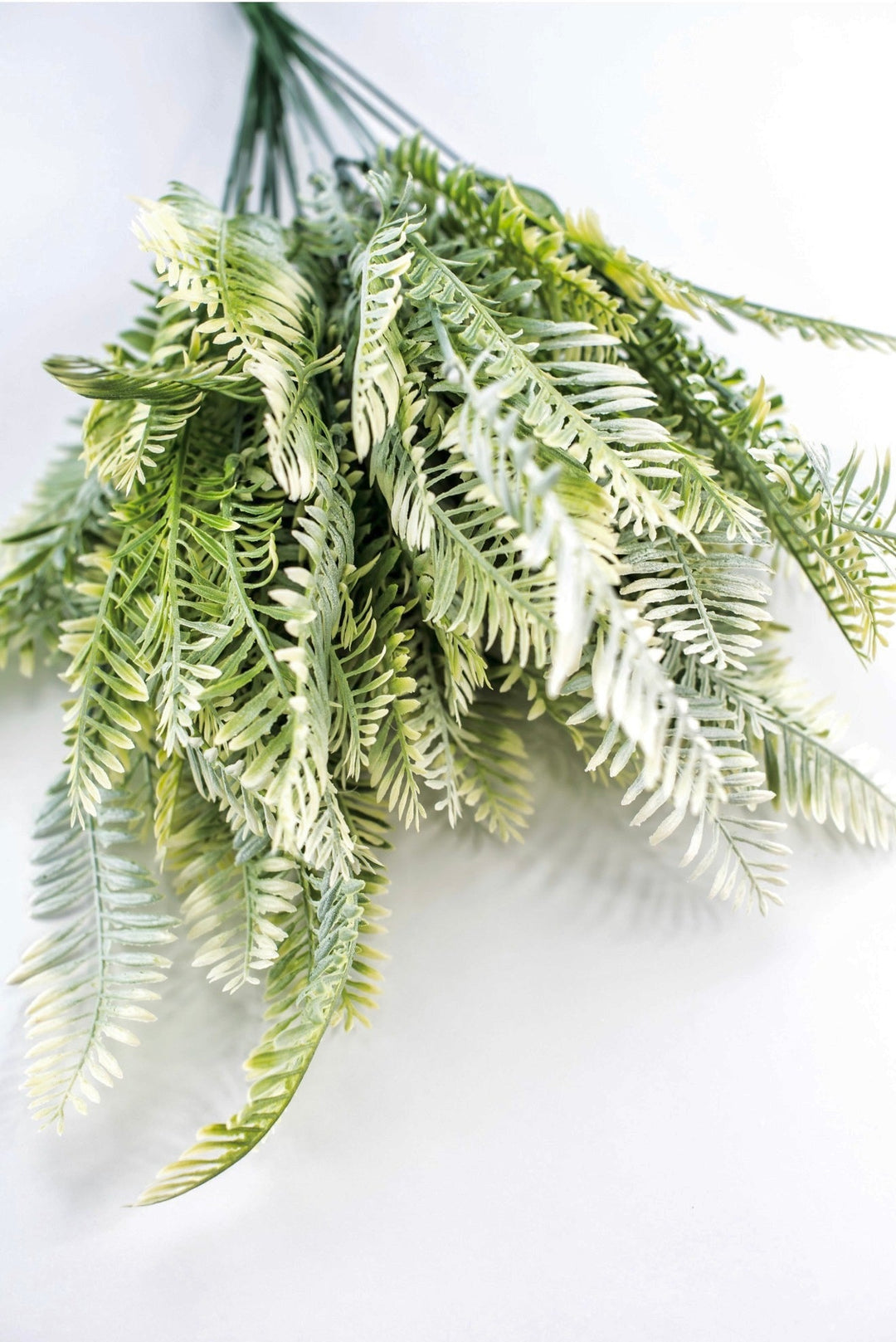 Cream Green Fern x 2 bushes - Greenery MarketGreenery43225