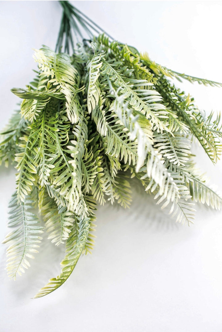 Cream Green Fern x 2 bushes - Greenery MarketGreenery43225