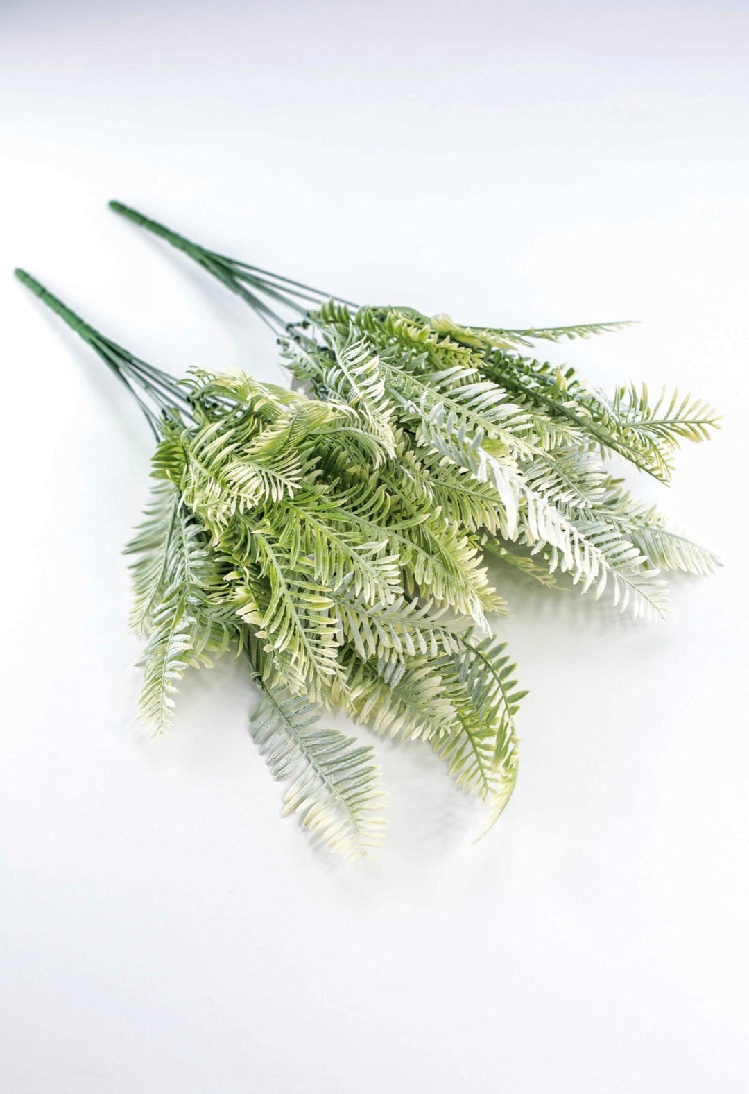 Cream Green Fern x 2 bushes - Greenery MarketGreenery43225