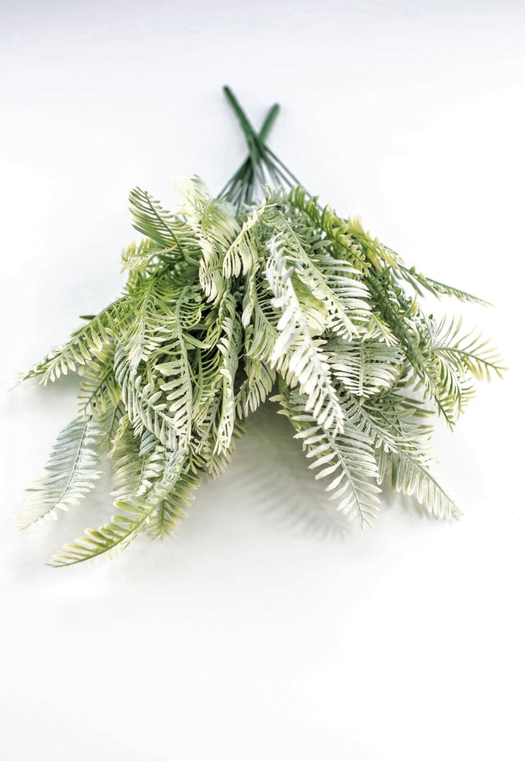 Cream Green Fern x 2 bushes - Greenery MarketGreenery43225