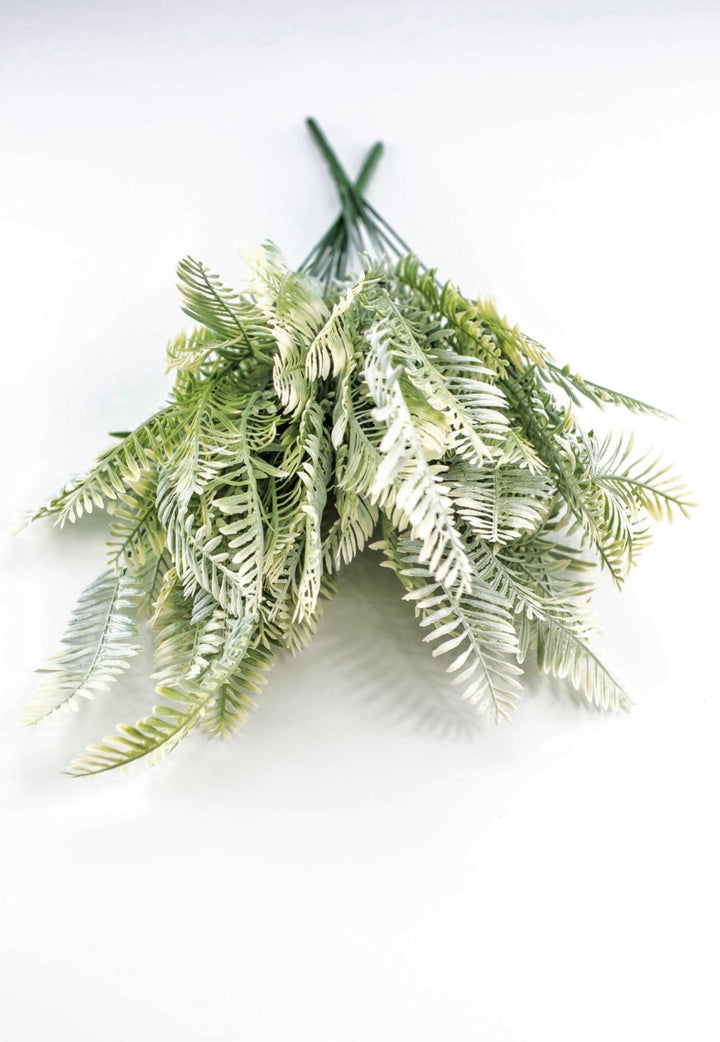 Cream Green Fern x 2 bushes - Greenery MarketGreenery43225