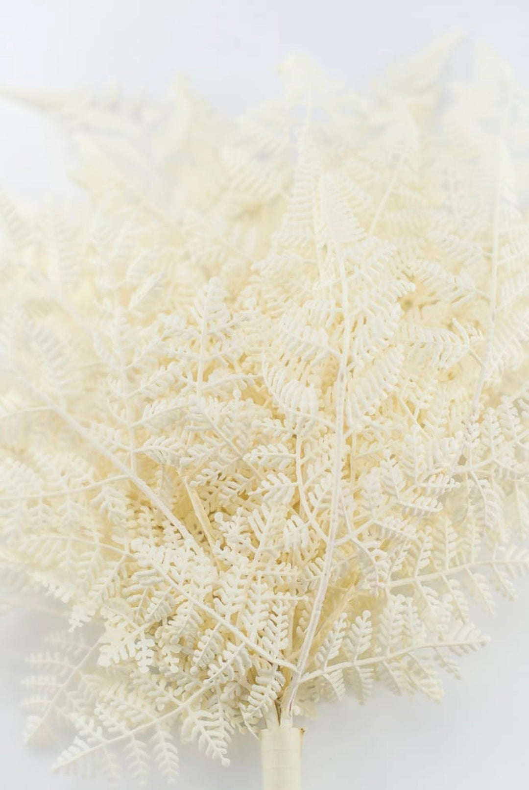 Cream Plastic Fern Bush - Greenery Market85367-UV-WT