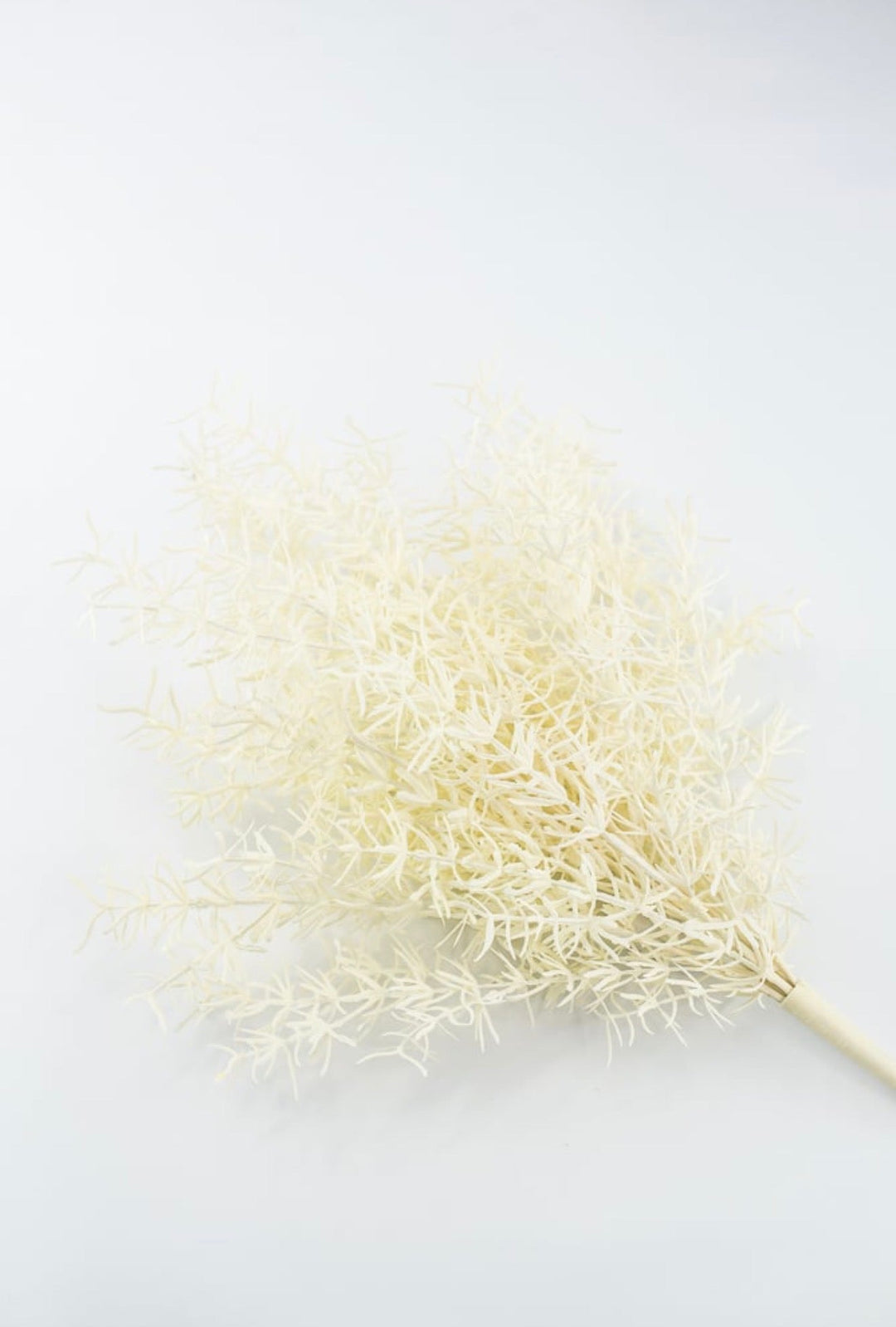 Cream Sprengeri Bush - Greenery Market85362-UV-CR