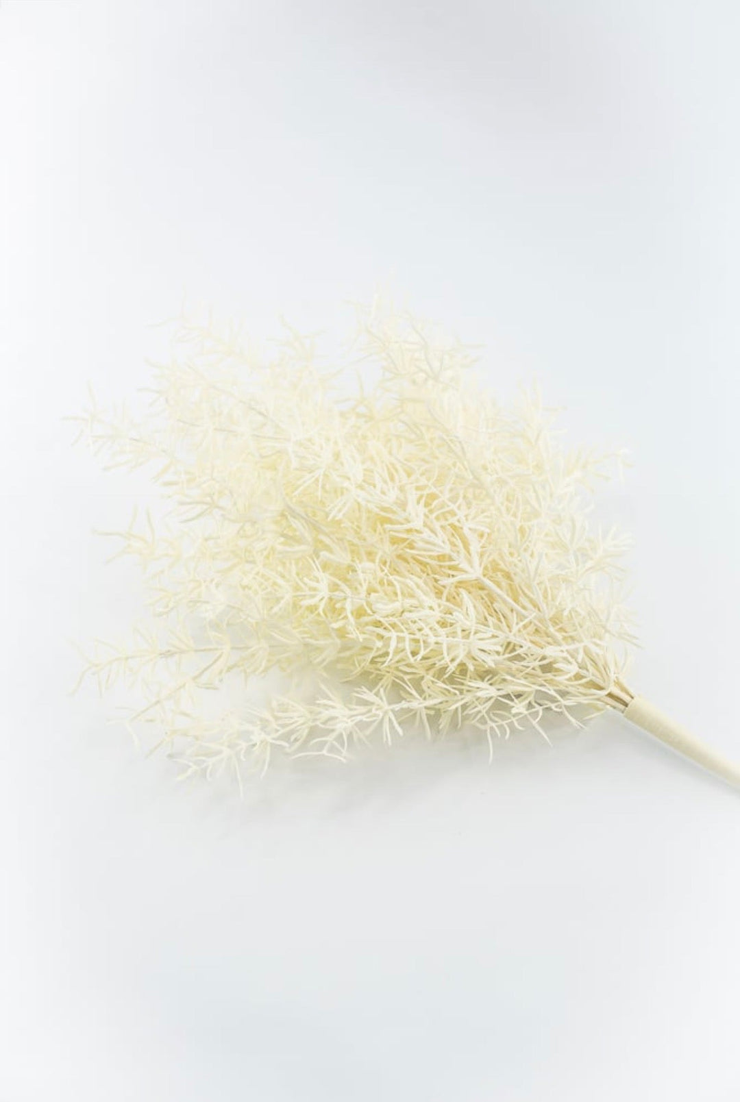 Cream Sprengeri Bush - Greenery Market85362-UV-CR