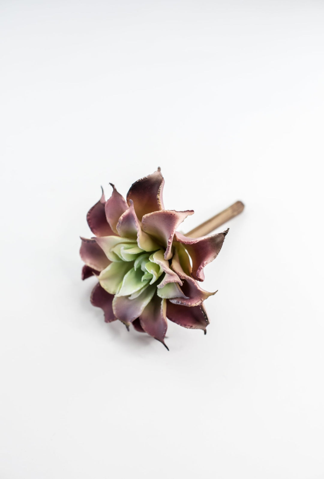 dahlia succulent Dahlia succulent