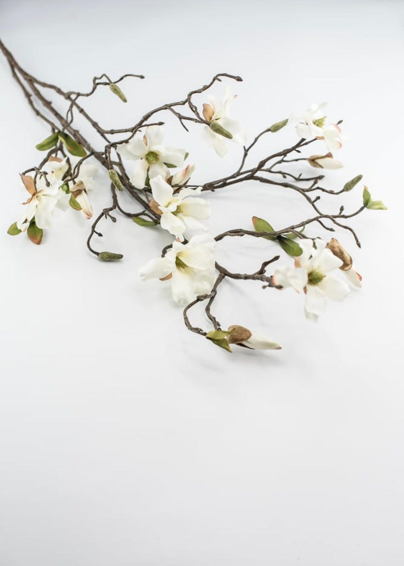 Dwarf Magnolia flower branch - 43” - Greenery Market3045-c