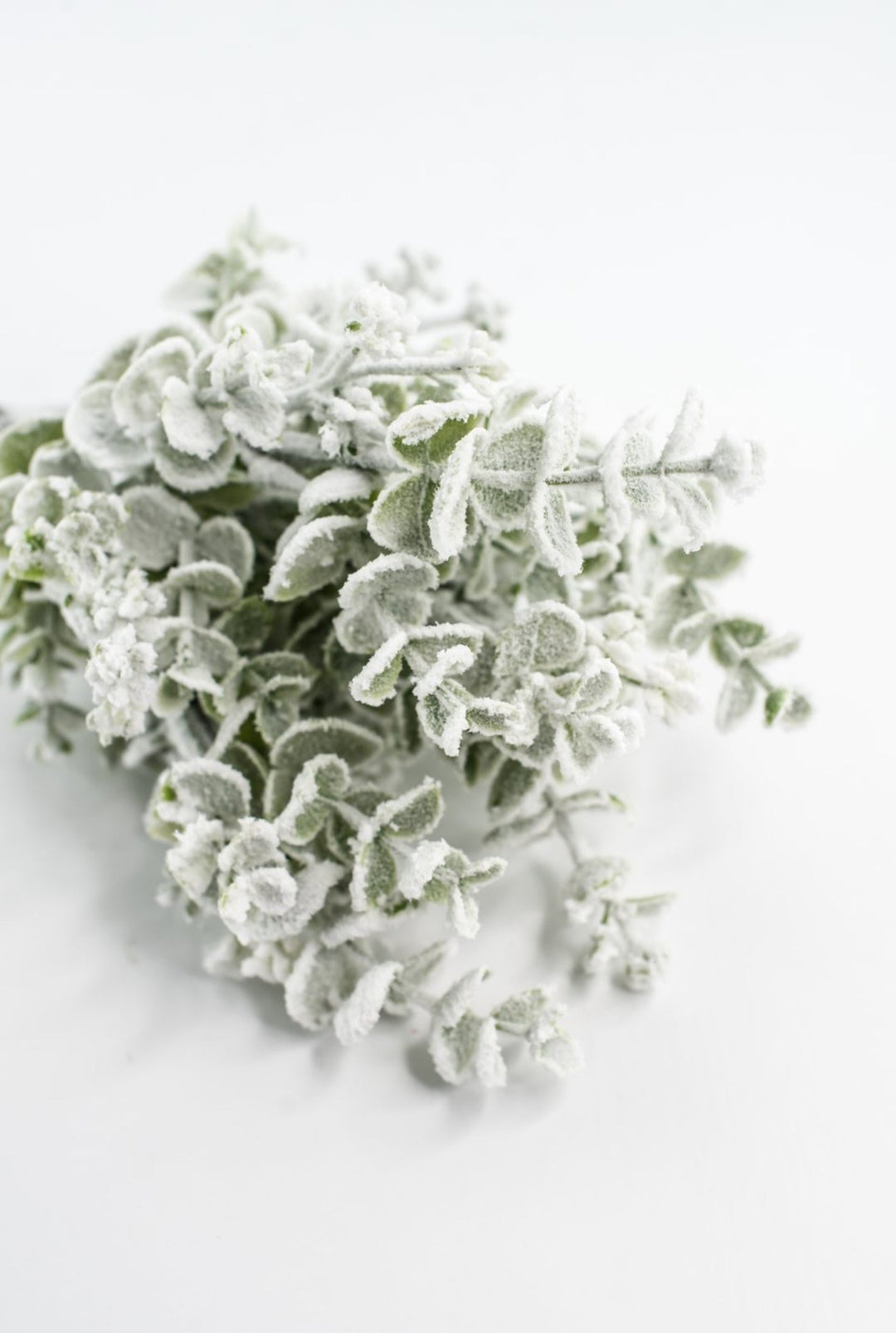Eucalyptus Snow Bush - Greenery Market85285