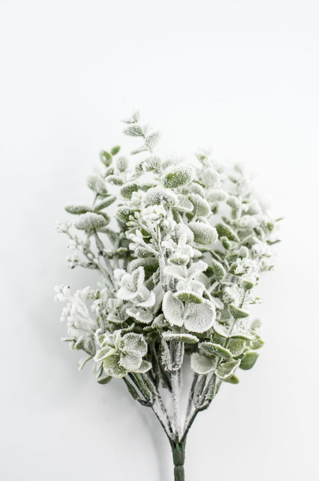 Eucalyptus Snow Bush - Greenery Market85285