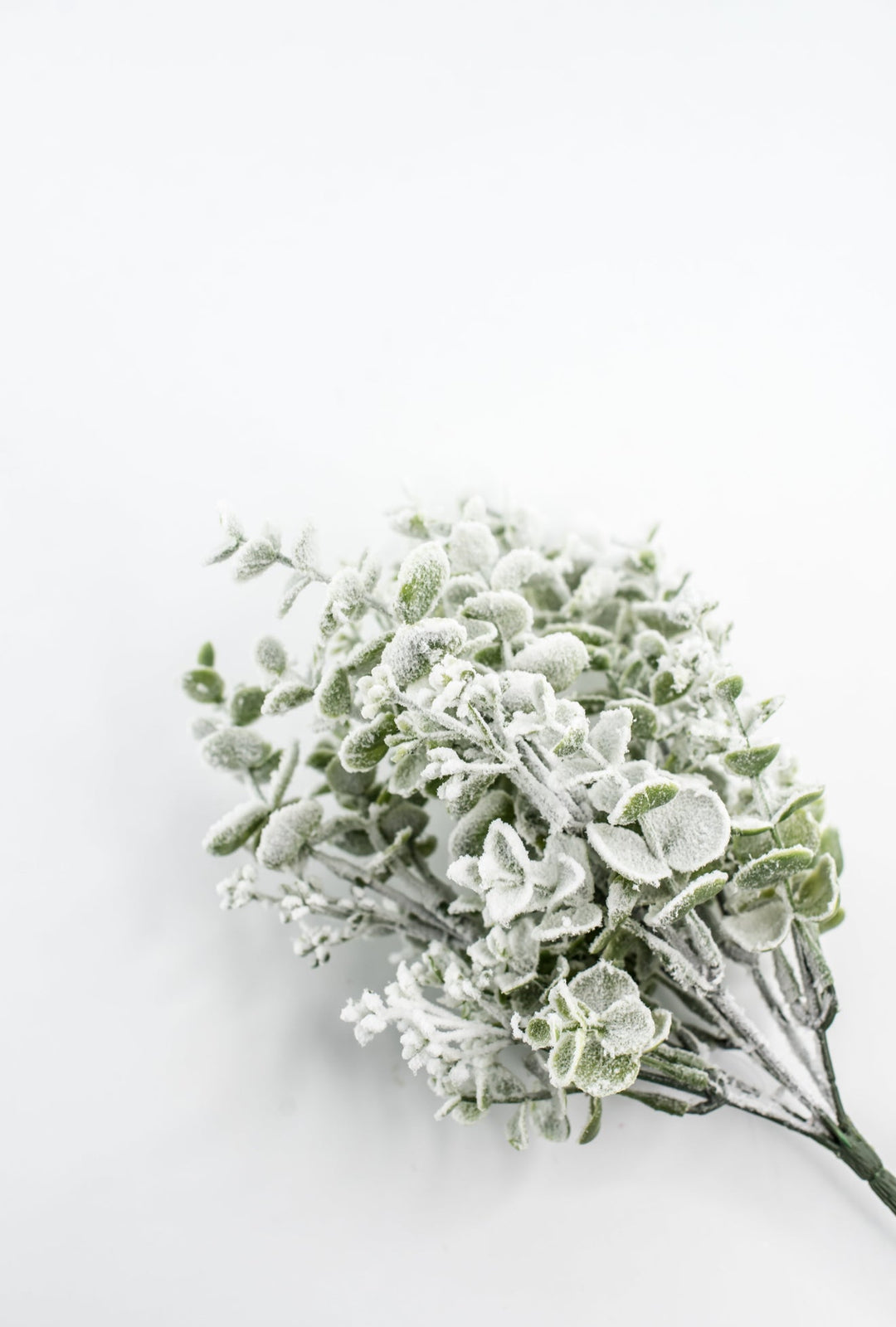 Eucalyptus Snow Bush - Greenery Market85285