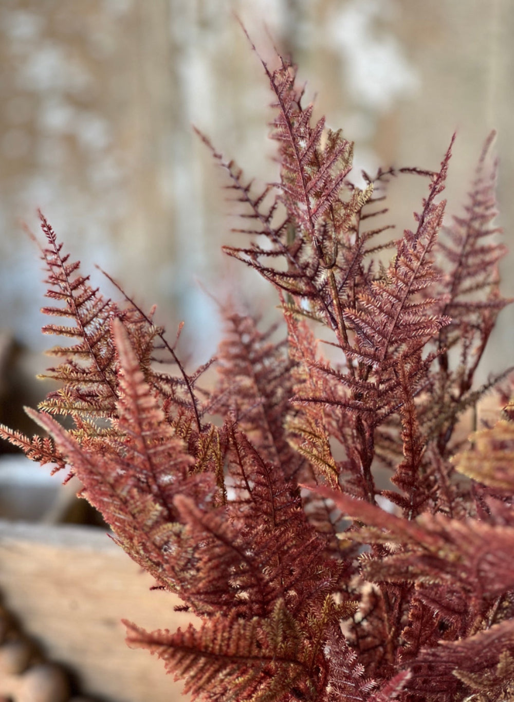 Fern bush - Bordeaux - Greenery MarketTE7502