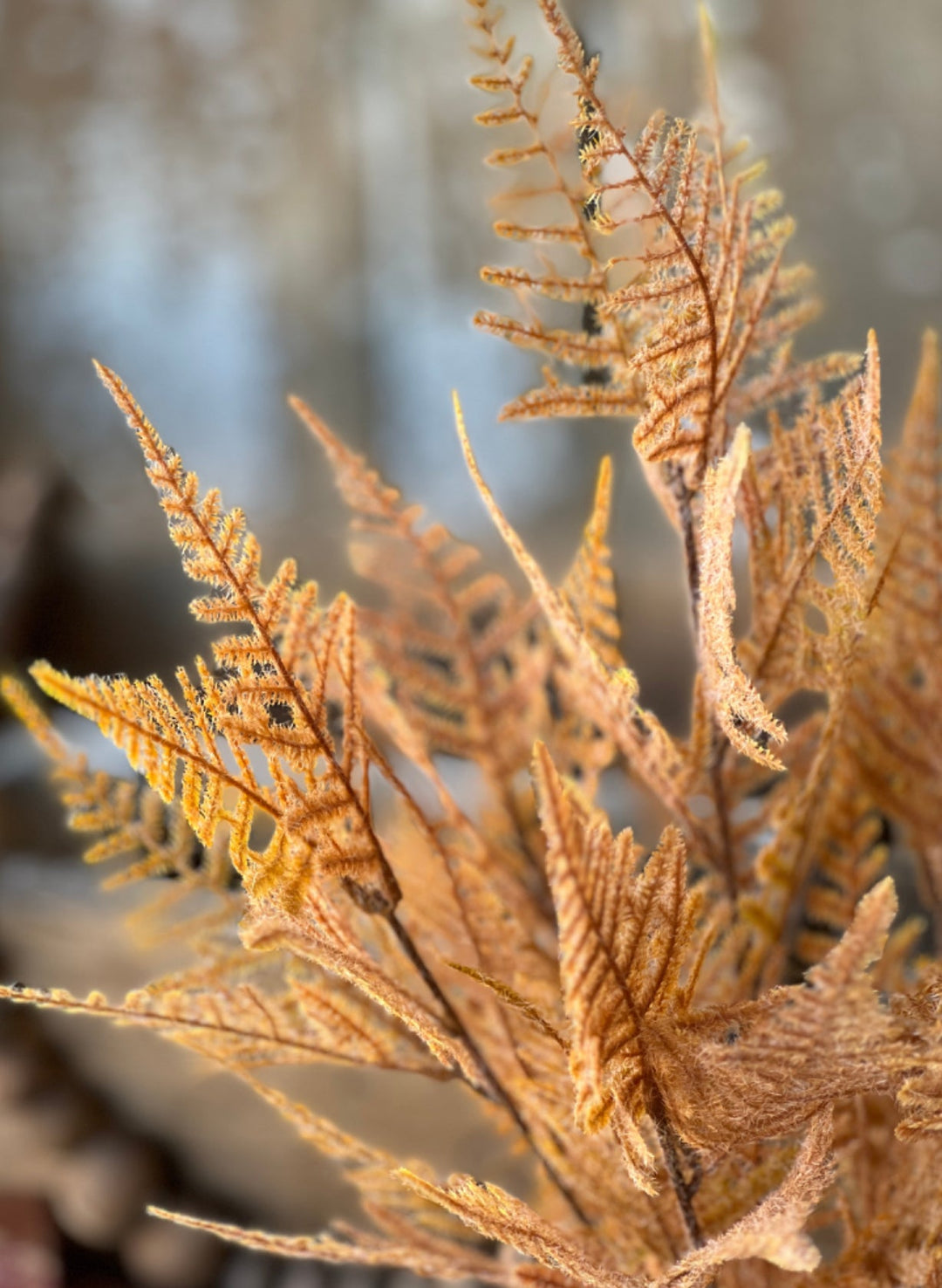 Fern bush - sandalwood - Greenery MarketTE7504