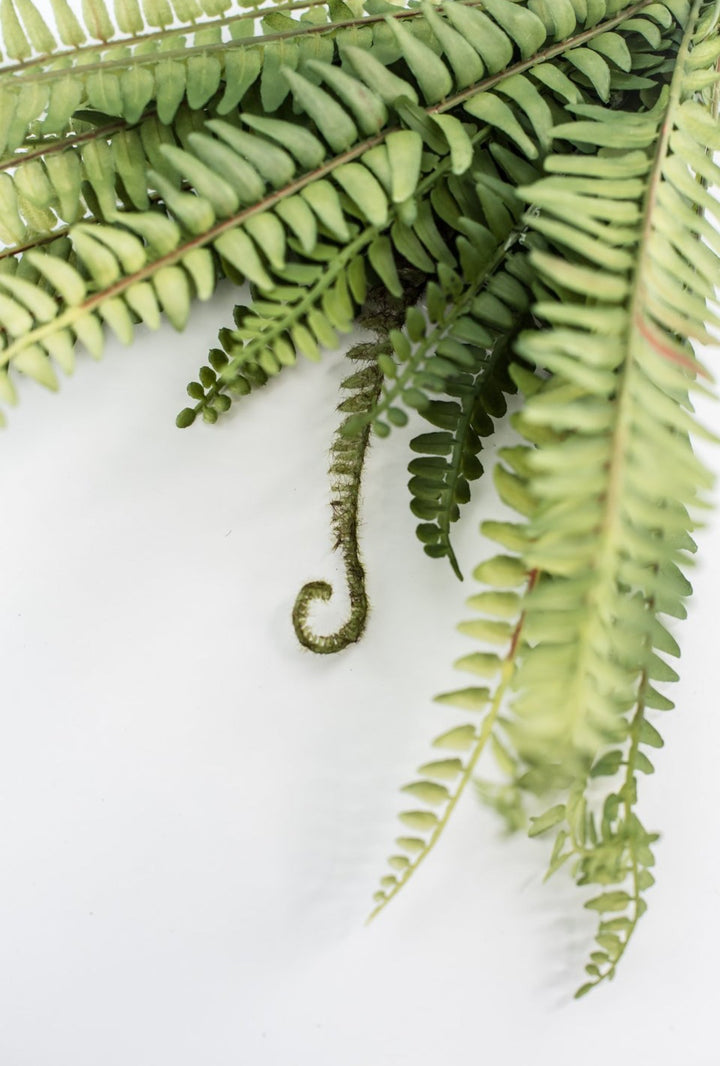 Fern bush with fronds - Greenery MarketgreeneryFL6971 - G