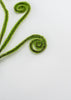 Fern fronds pick with moss - wired - Greenery Marketgreenery29448gn