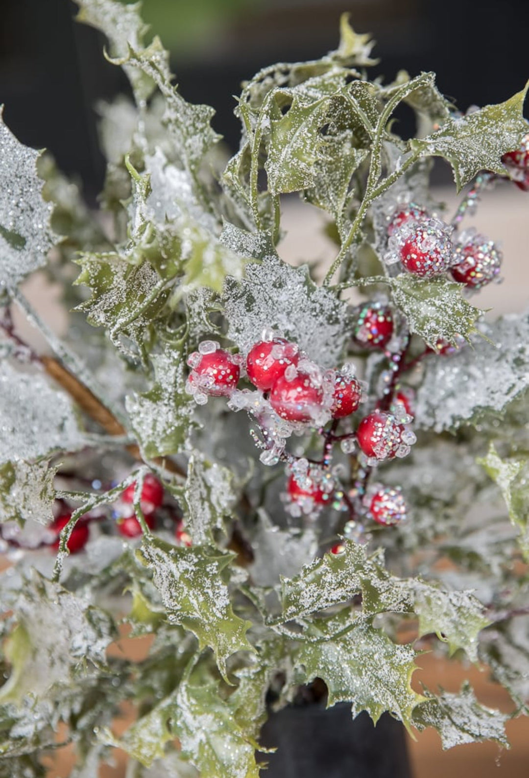 Frosted and iced Holly bush - Greenery MarketWinter and Christmas20117