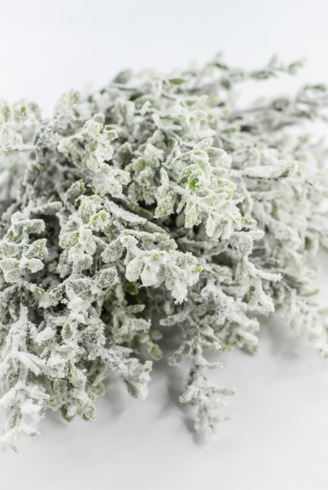 Frosted Thyme Bush - 15" - Greenery MarketX1952FROSTED