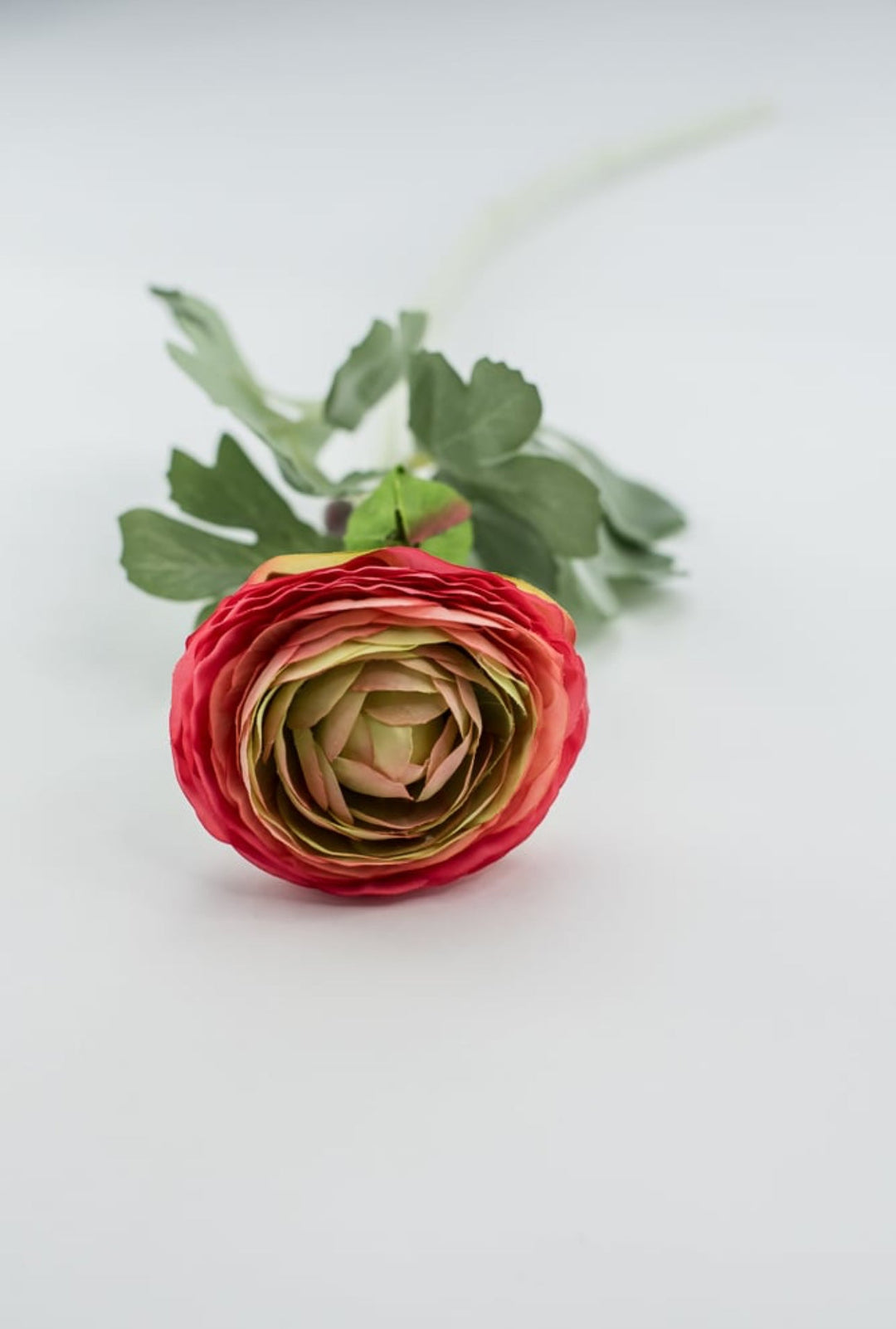 Garden Ranunculus stem - multi coral pink - Greenery Market5985hp