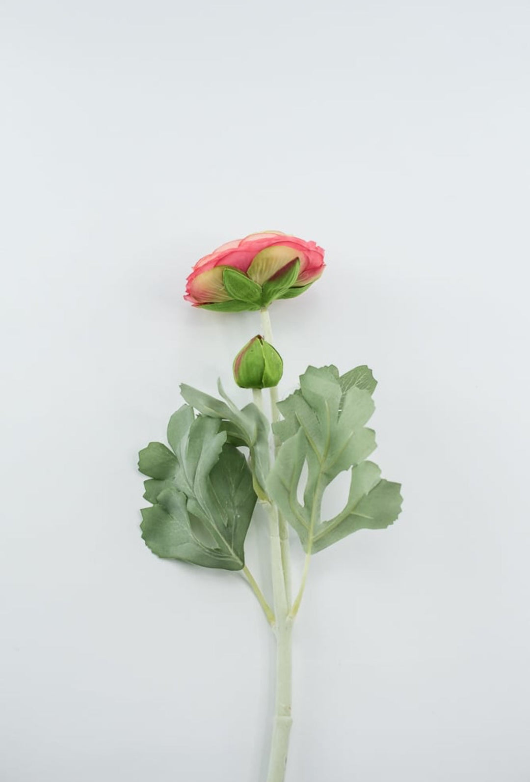 Garden Ranunculus stem - multi coral pink - Greenery Market5985hp